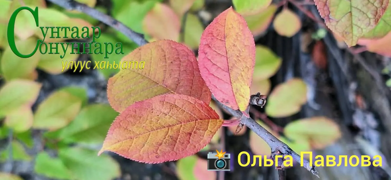 ⛅️ Бүгүн, алтынньы 11 күнүгэр, соҕуруулуу-арҕааттан сөк. 1м. түргэннээх тыаллаах. ⛅