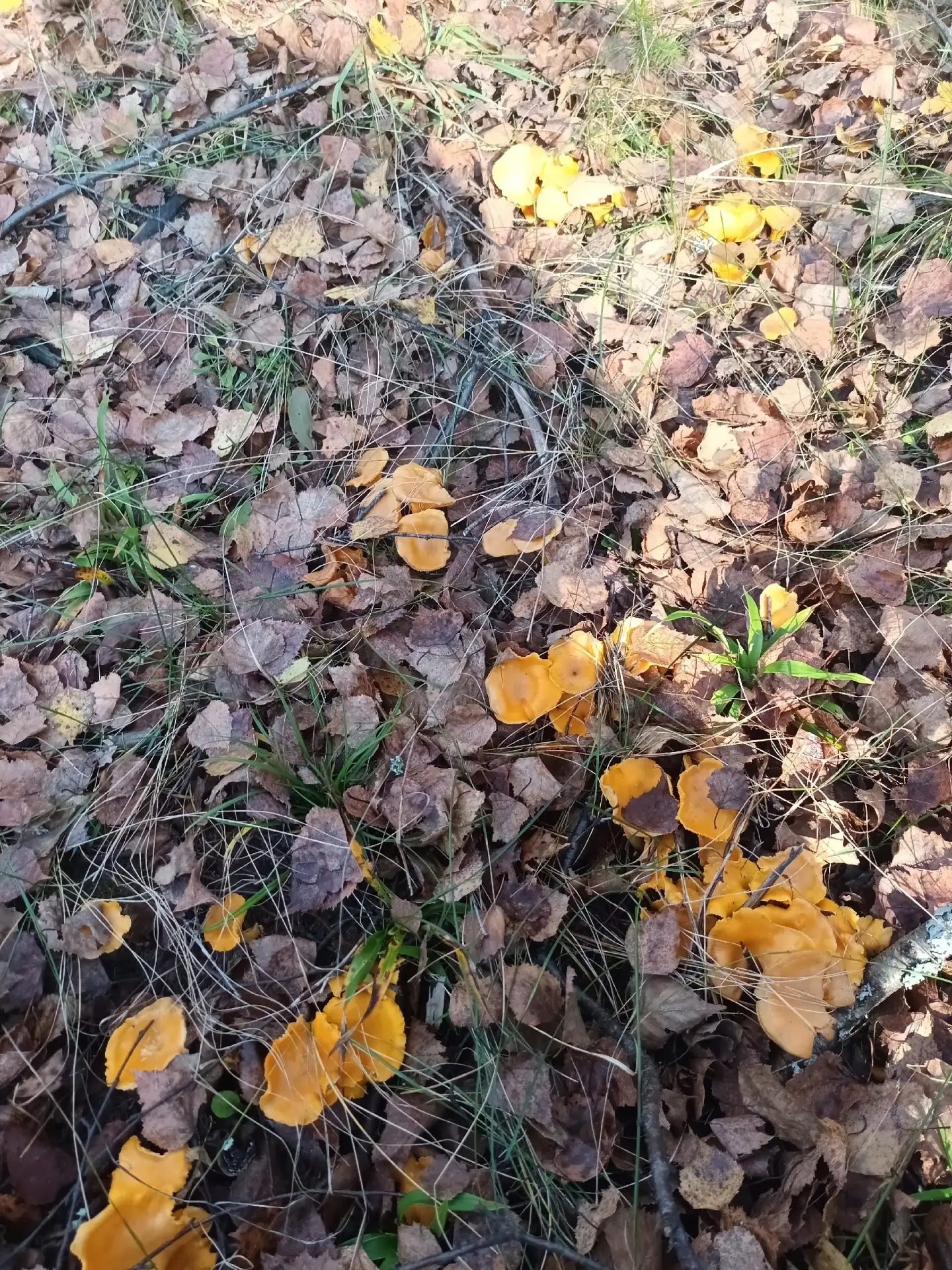 Октябрьские грибы в Нытве 😋