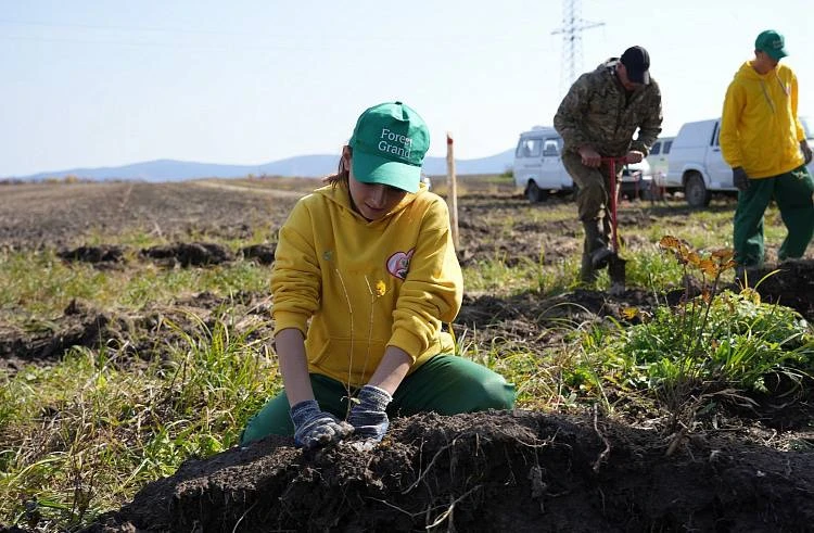 🌳 В Спасском лесничестве высадили около 20-ти тысяч деревьев