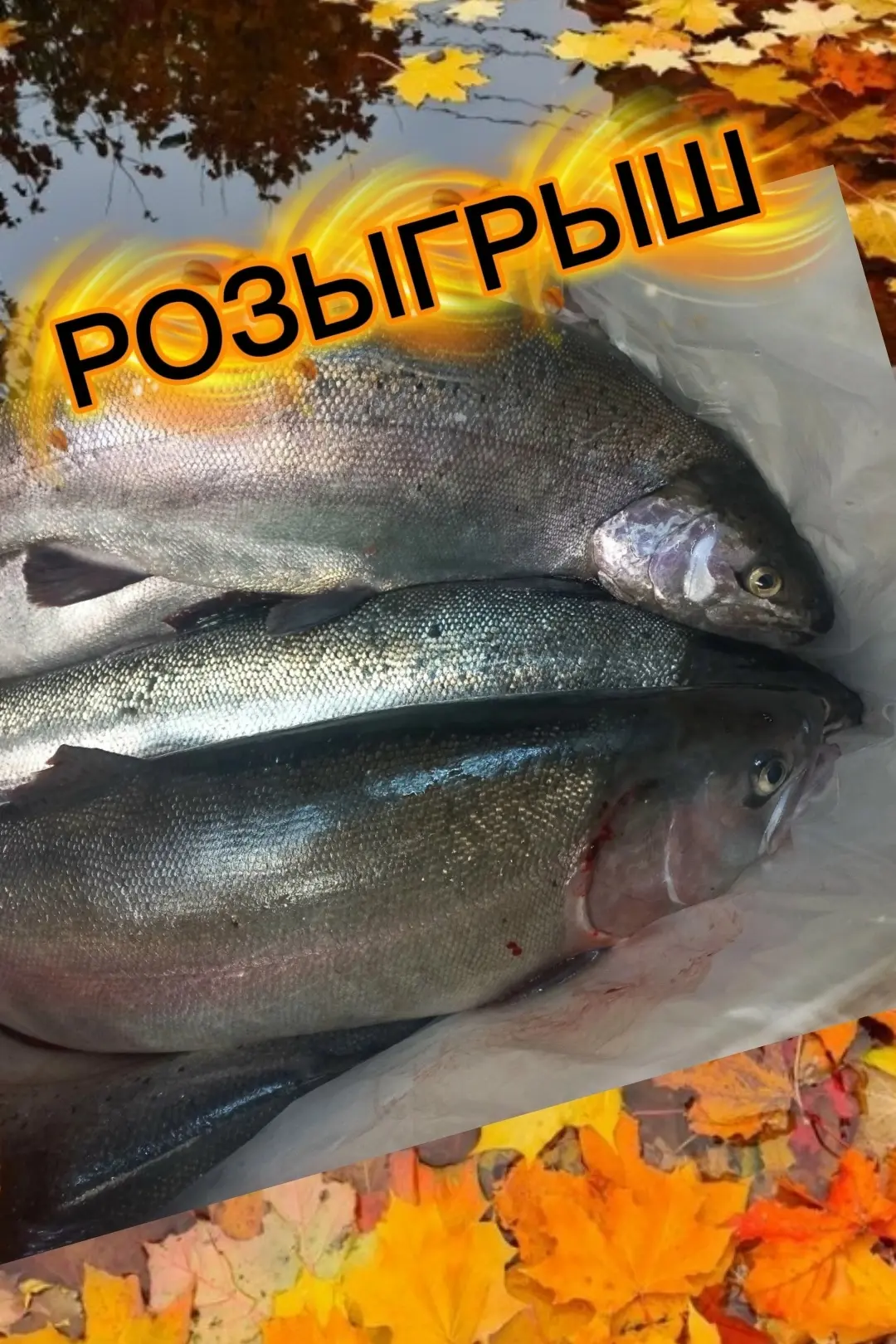 🔥РОЗЫГРЫШ🔥