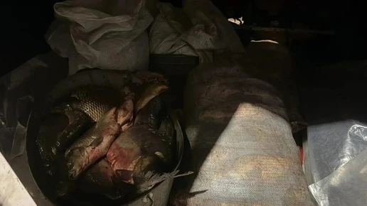 В Павловском районе на трассе М-4 «Дон» задержали мужчину с центнером незаконной рыбы