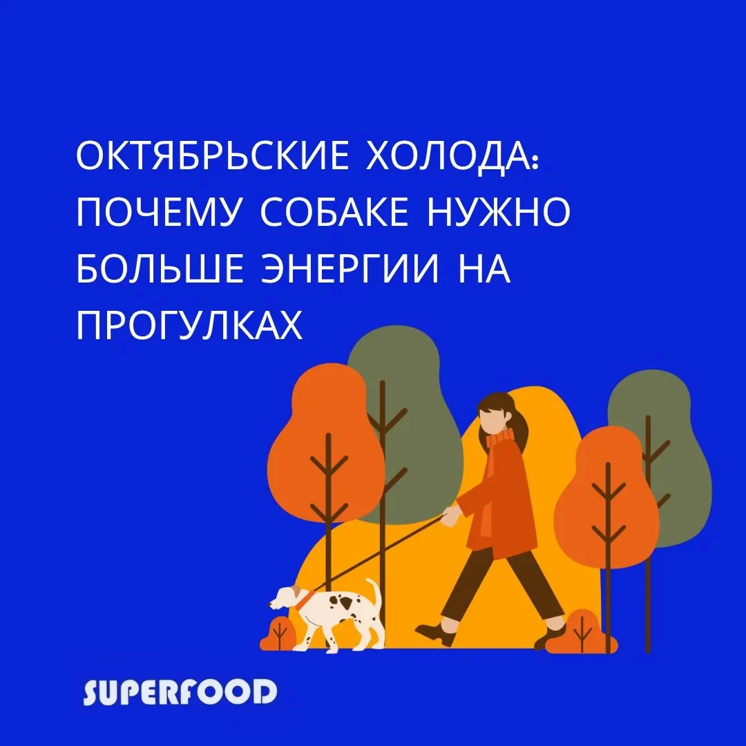 🍂 Октябрьские холода: почему собаке нужно больше энергии на прогулках