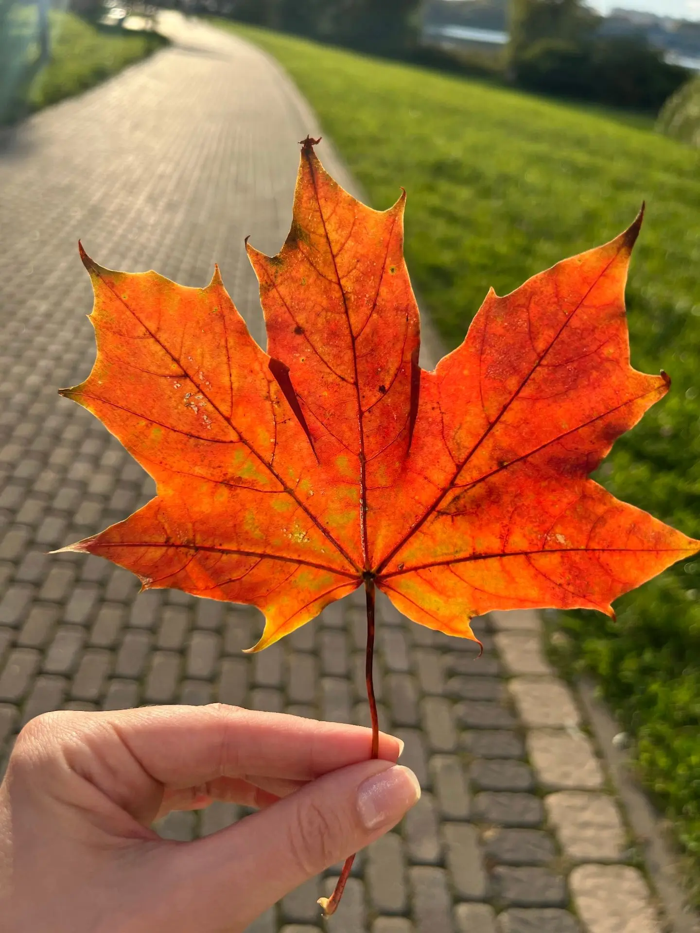 🍁Доброе утро, Орджоникидзевский!