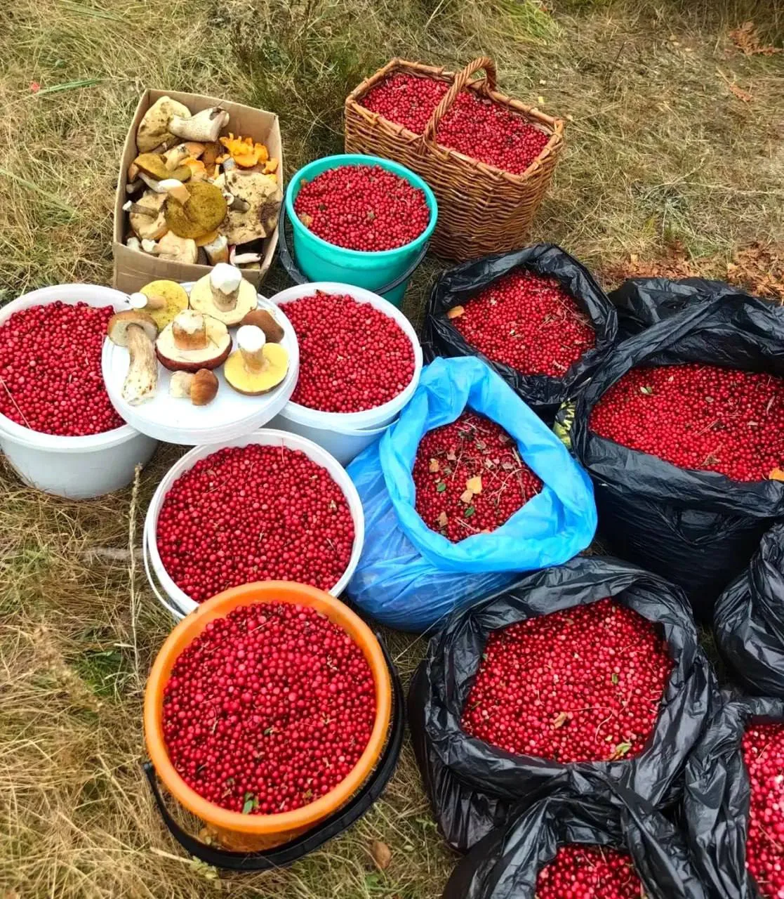 Сезон брусники в Дивеево!