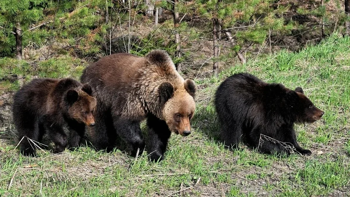🐻32 медведя застрелили в Иркутской области с 9 по 11 октября.