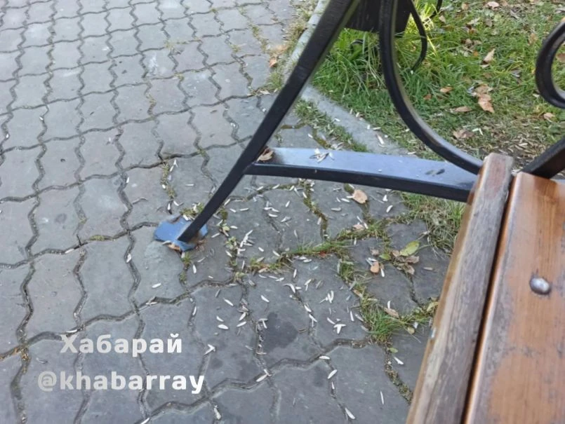 Заплевали семечками парк Северный