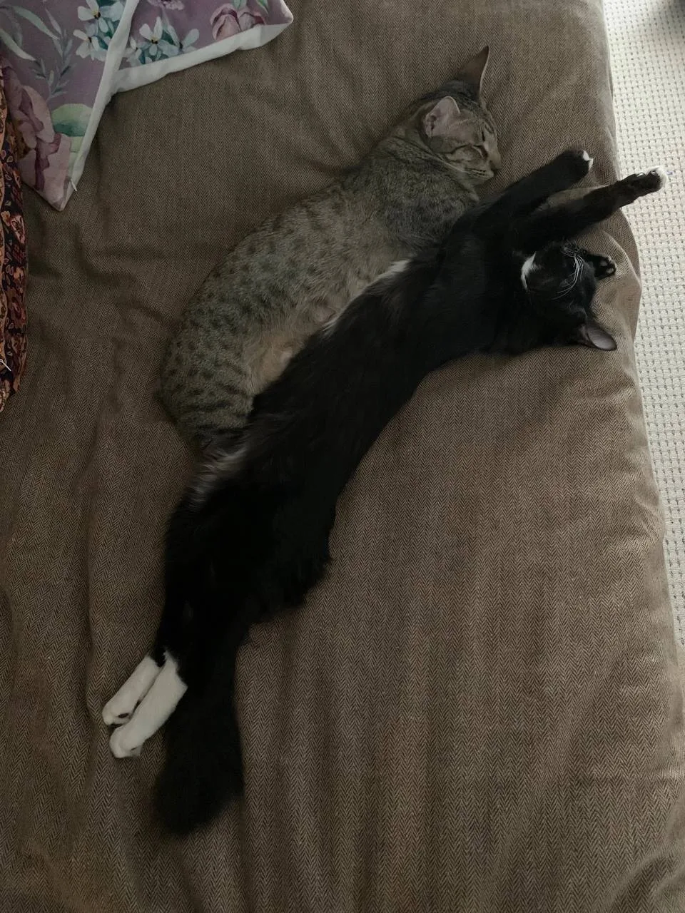 Отдам кошку в добрые руки .