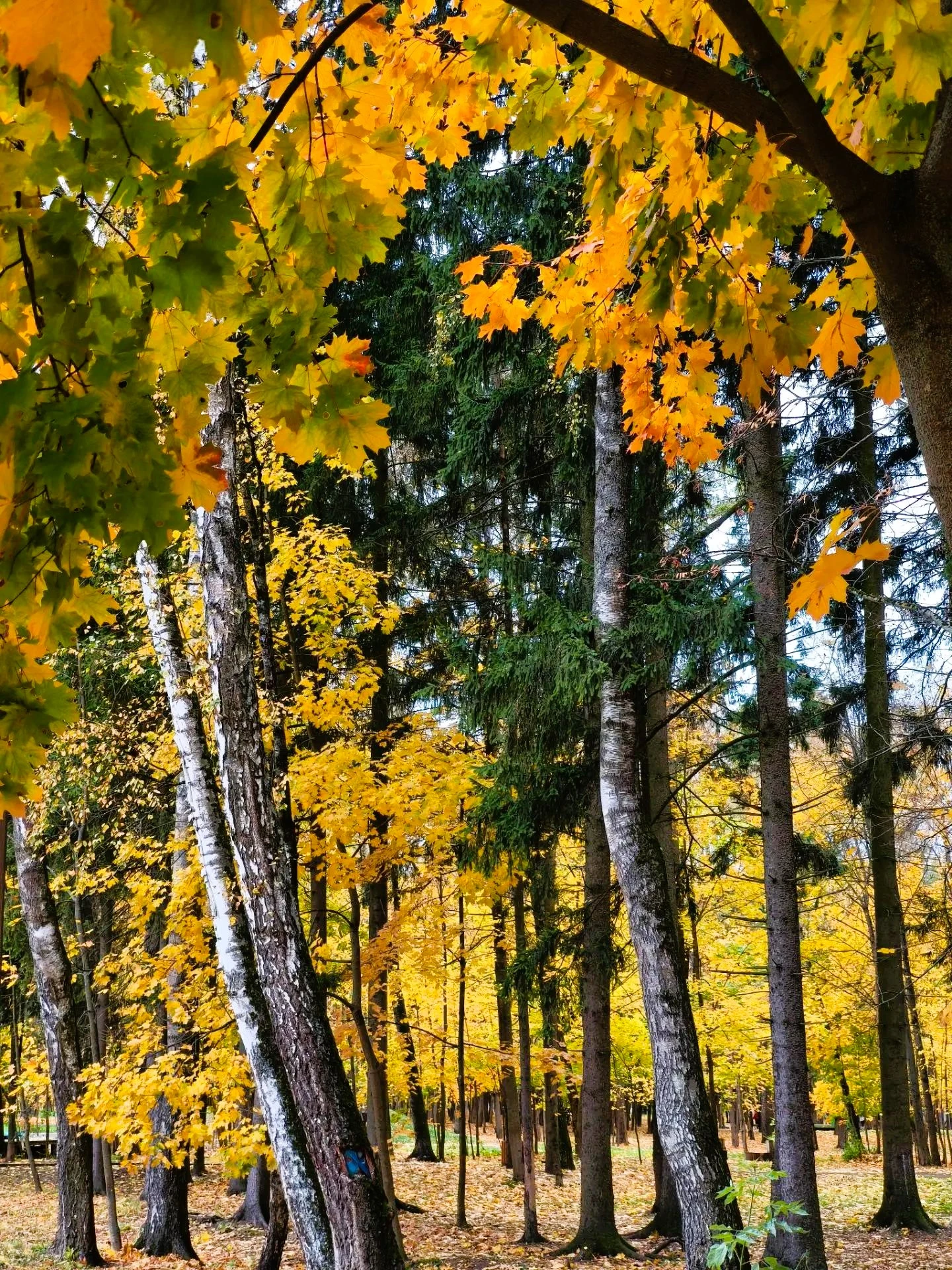 Клён — пожалуй, самое «осеннее» дерево из всех 🍁