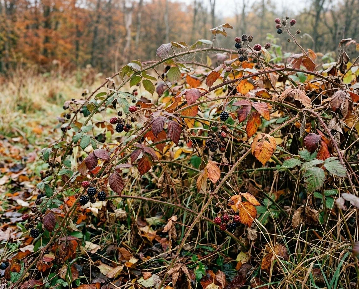 🍂 Ежевика: почему без осенней обрезки не будет урожая