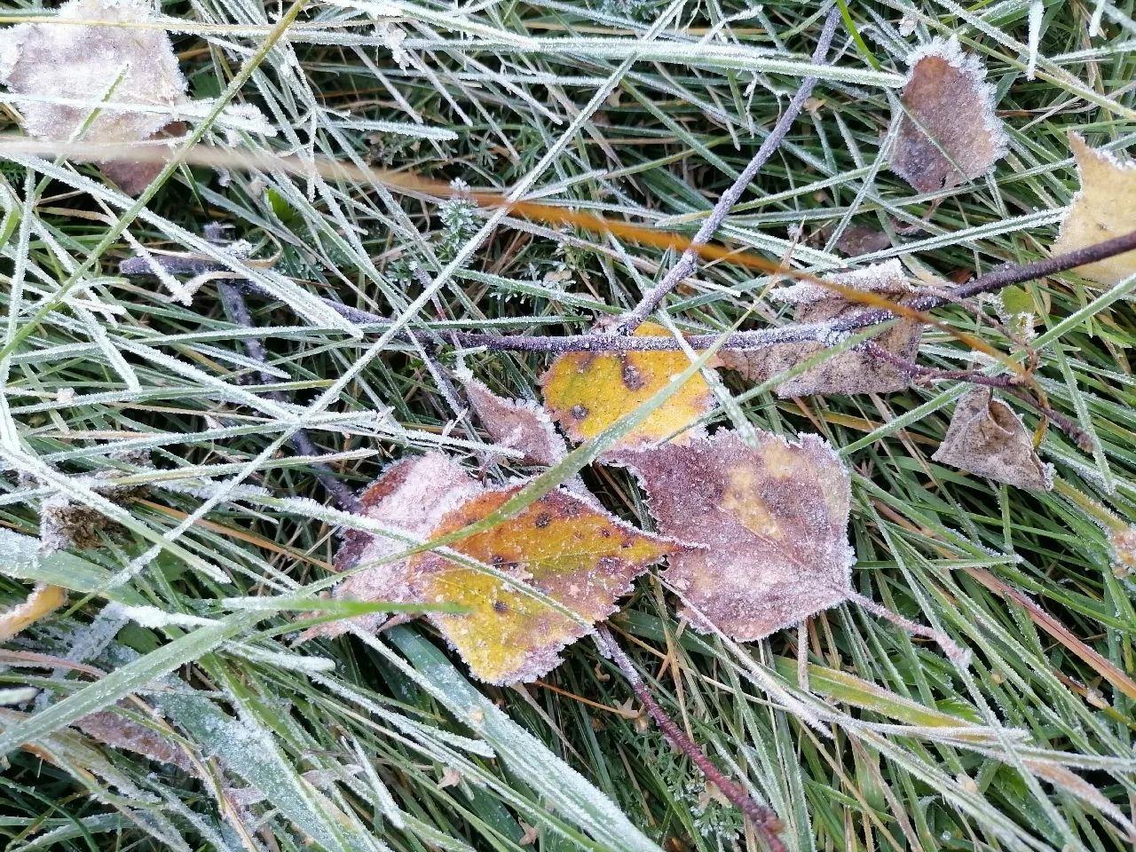 Золотая красавица Осень в объективе Виктора Кольчугина 🍂