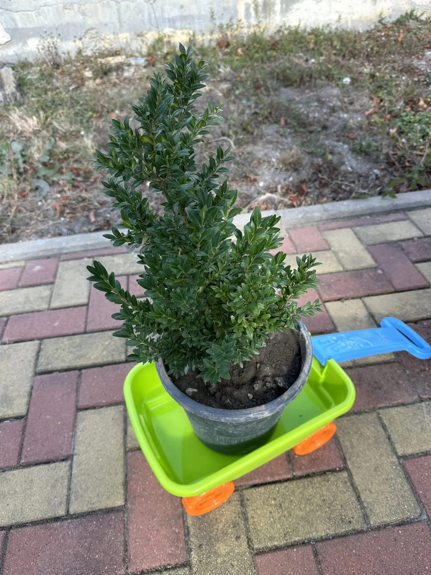 🌱 Эколята в деле!