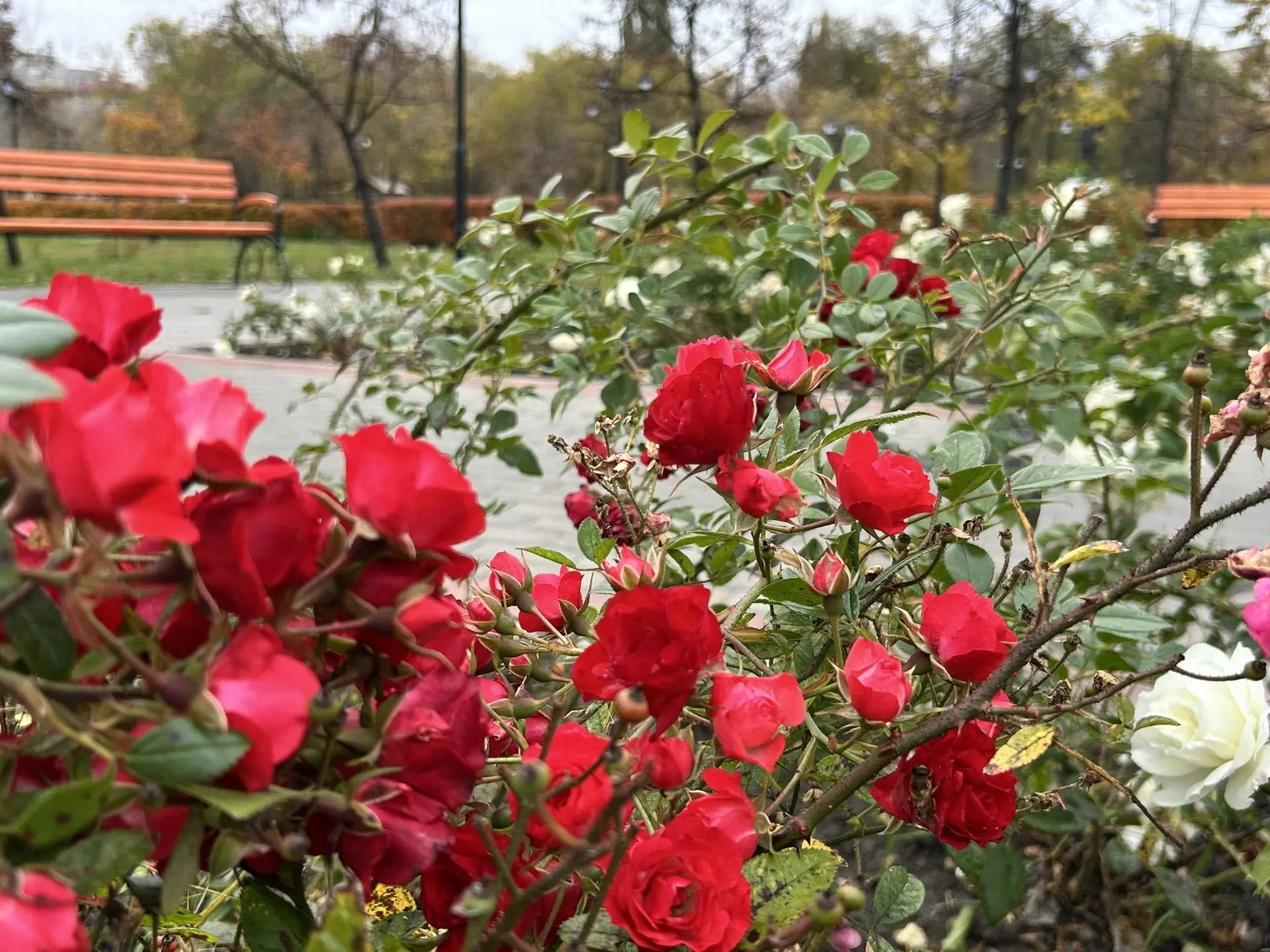 Яркий осенний Городской сад🍁🍂🍃☘️🌺