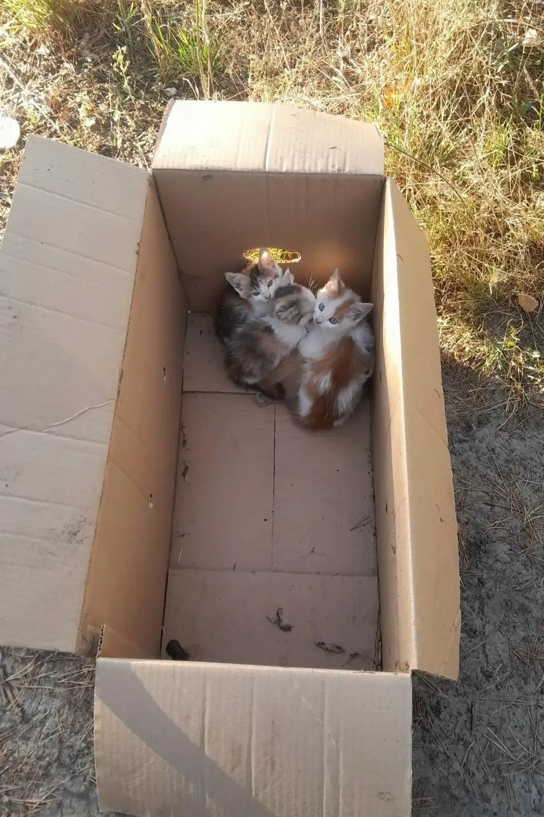 ❗❗❗ SOS❗❗❗