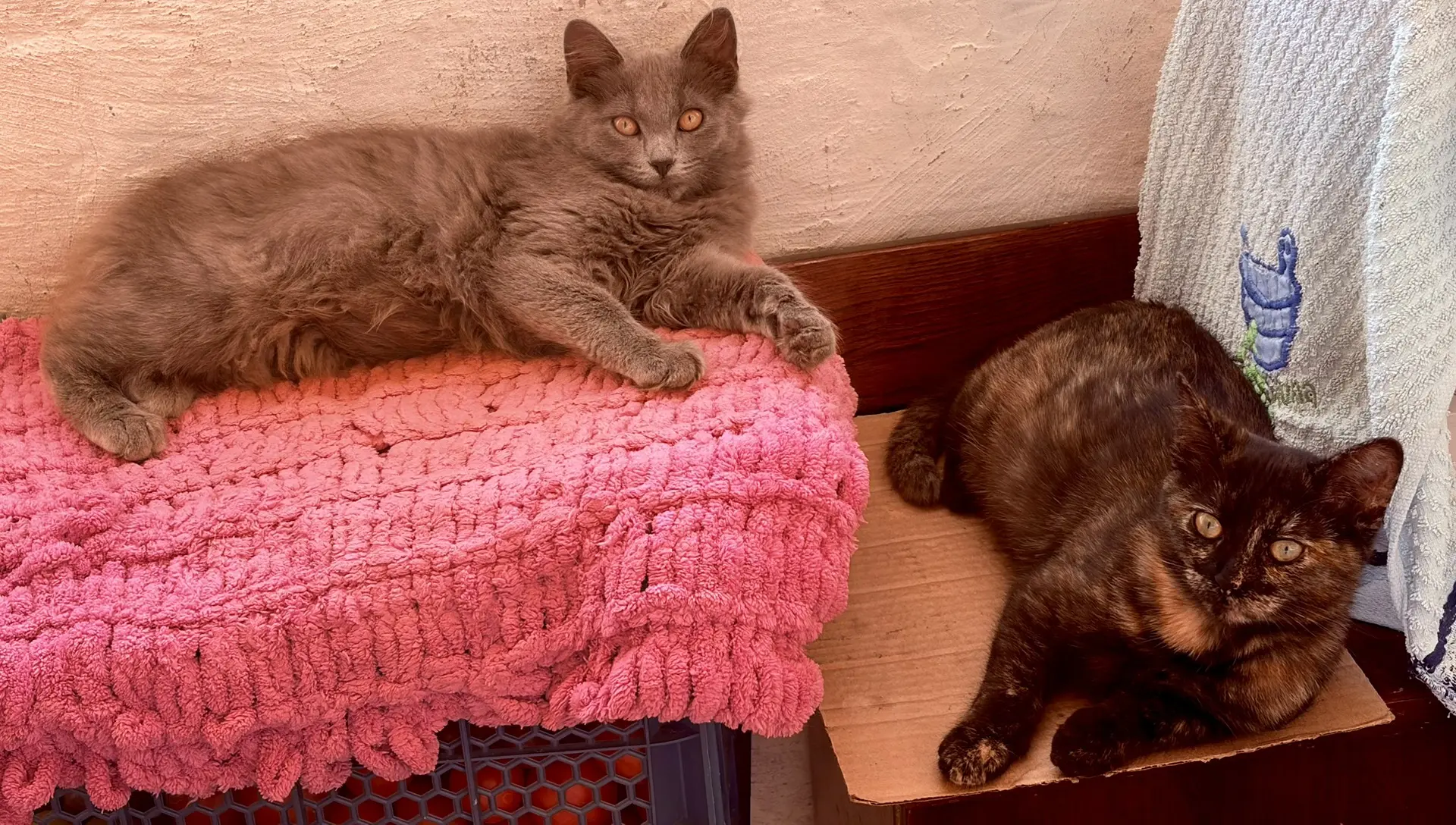 Отдаём котят от бездомной кошки в добрые руки,родились в мае,в еде неприхотливы.