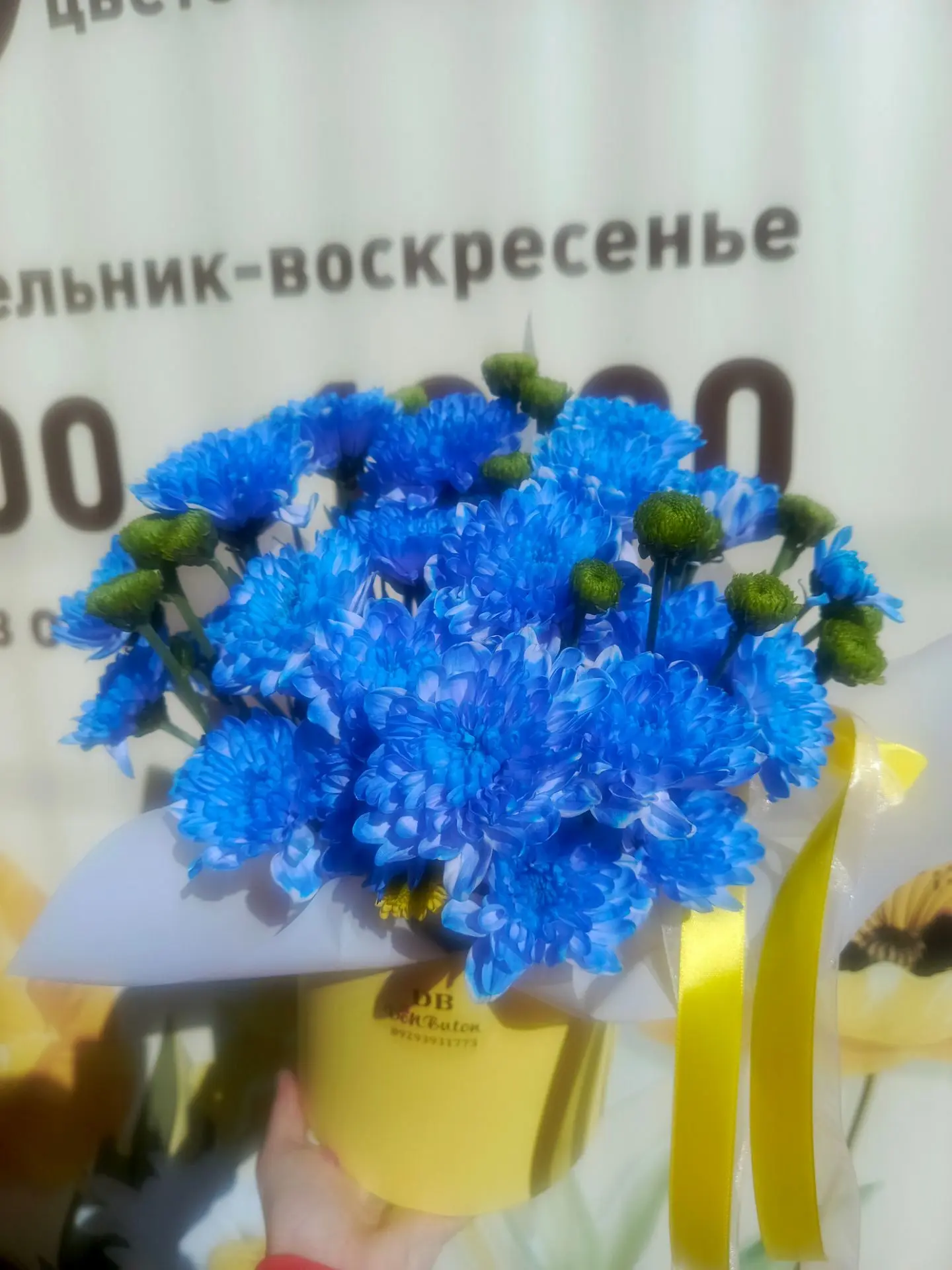 Невероятная хризантема 💙💙💙 Доступна к продаже 🔹89293931773