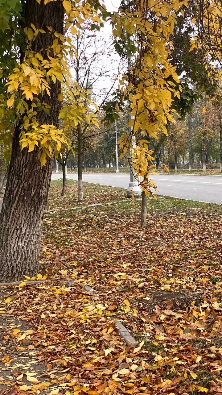 Как же прекрасна осень в городе 🍁😻