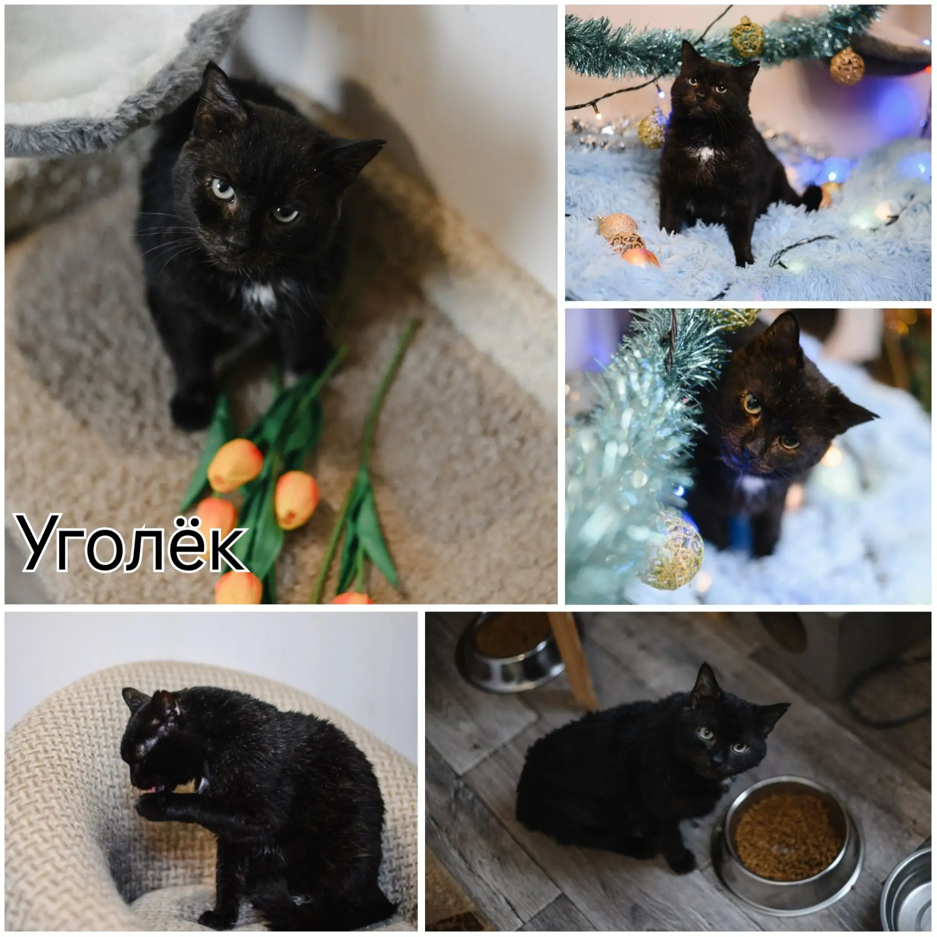 🏡🐈Ищем новый дом для кота Уголька!🐈🏡