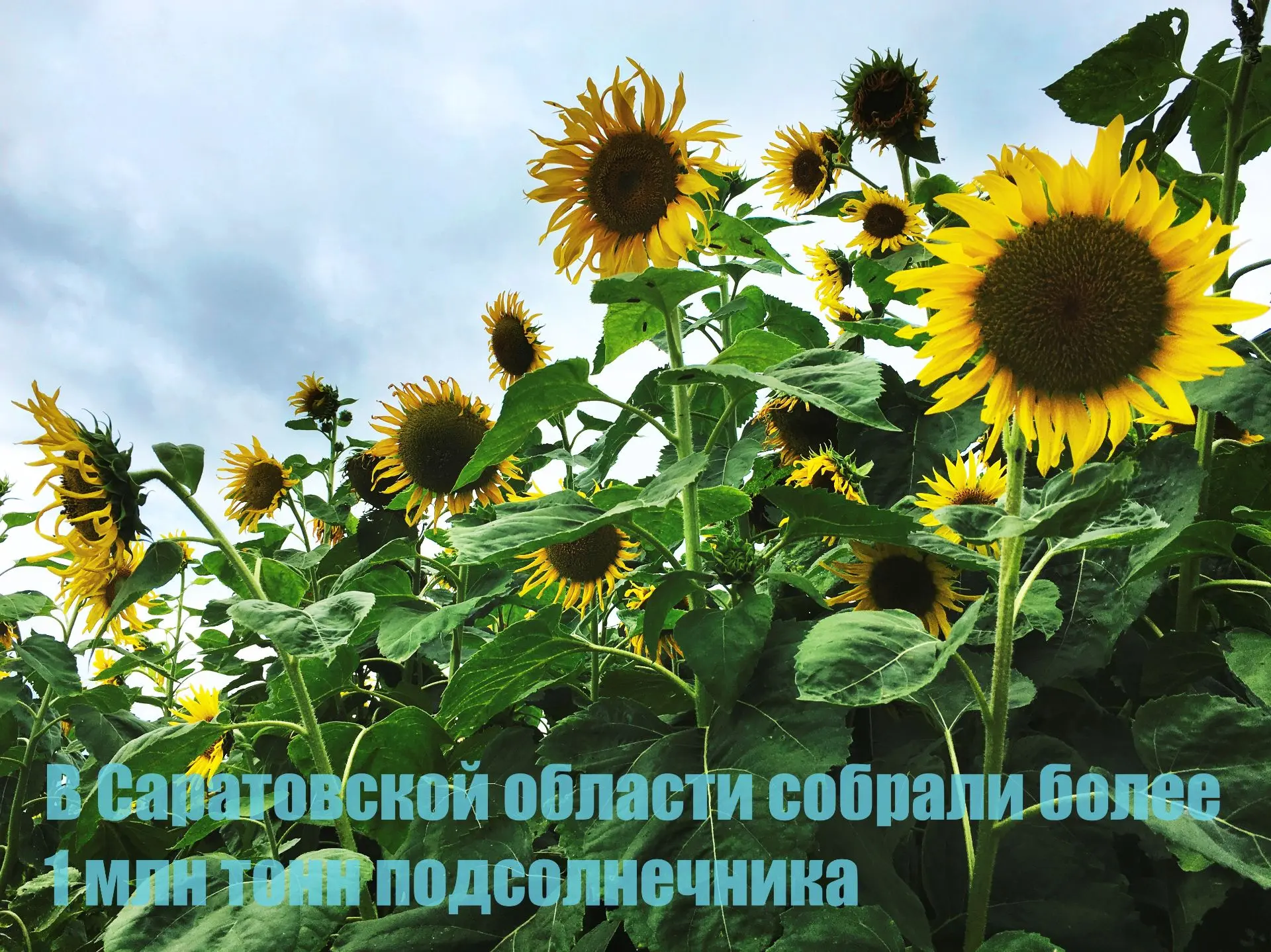 В Саратовской области собрали более 1 млн тонн подсолнечника