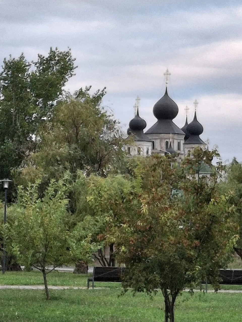 Подcолнухи и кермек. Пойма Дона вблизи Стаpoчеркаcскa.