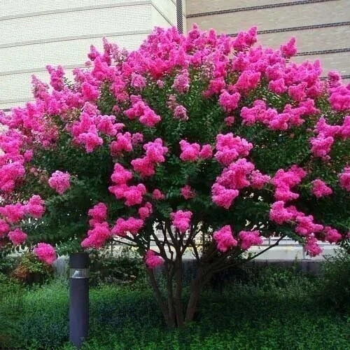 Лагерстремия 🌺