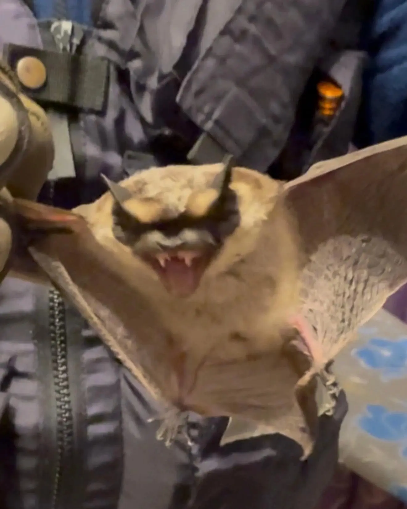 Летучая мышь залетела в одинцовскую квартиру 🦇
