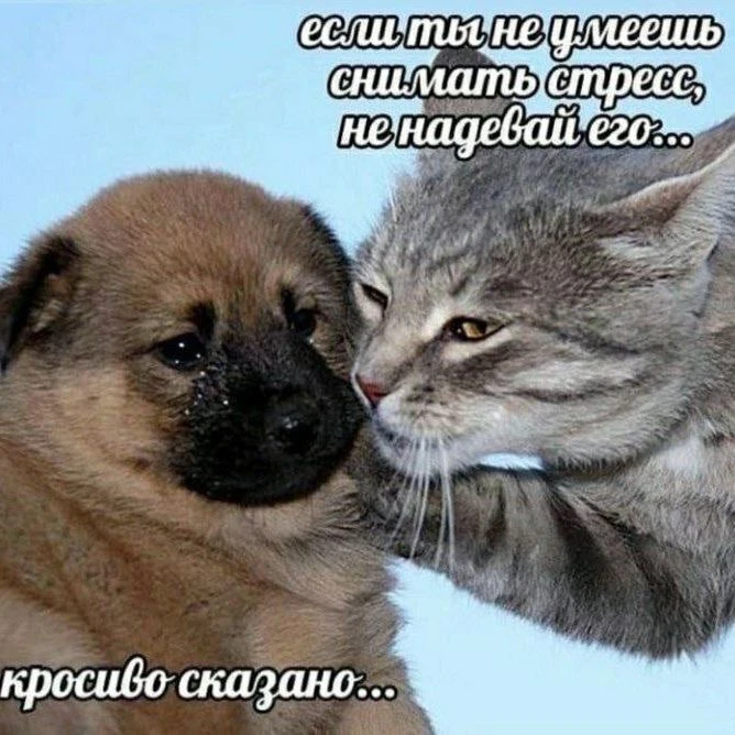 Короч, стресс больше не носим