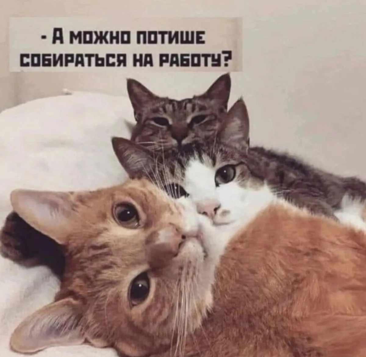 По понедельникам хочется быть осуждающим котом