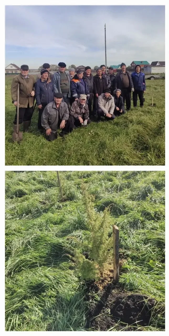 🌲Жители деревни Азьмушкино высадили в парке «Сабантуй» саженцы елей.
