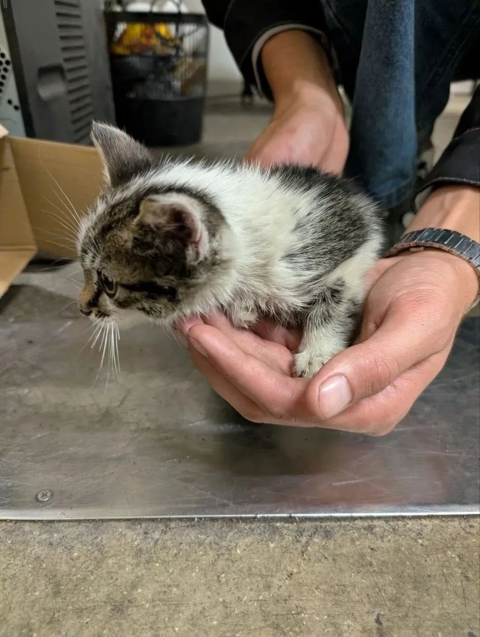 Дорхан . Подкинули котенка . Девочка 2.5 мес .