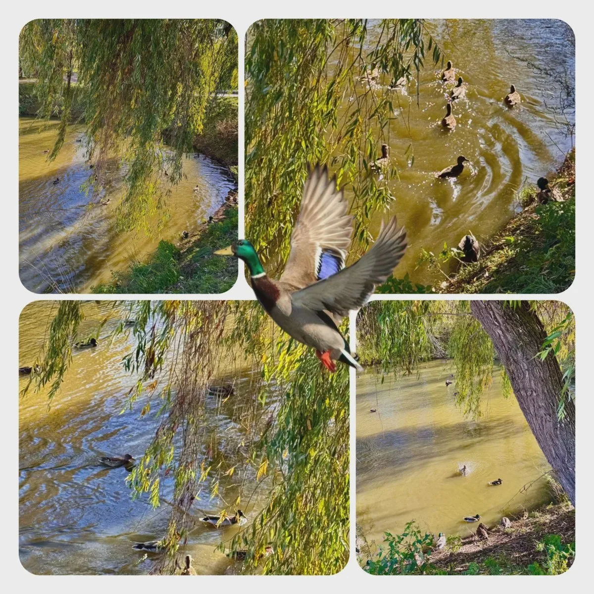 Утиная компания у воды