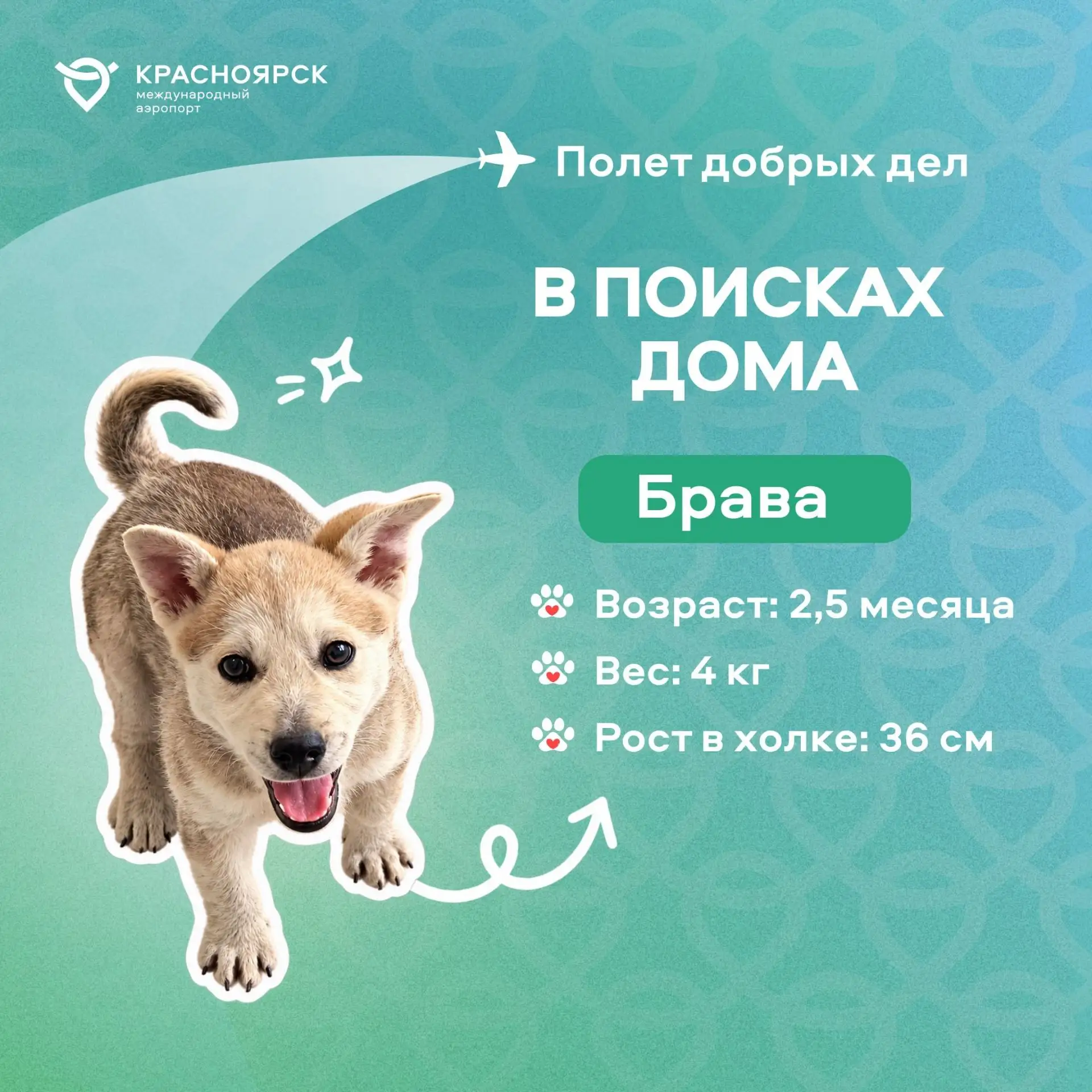 Вот такие дела, собачка…