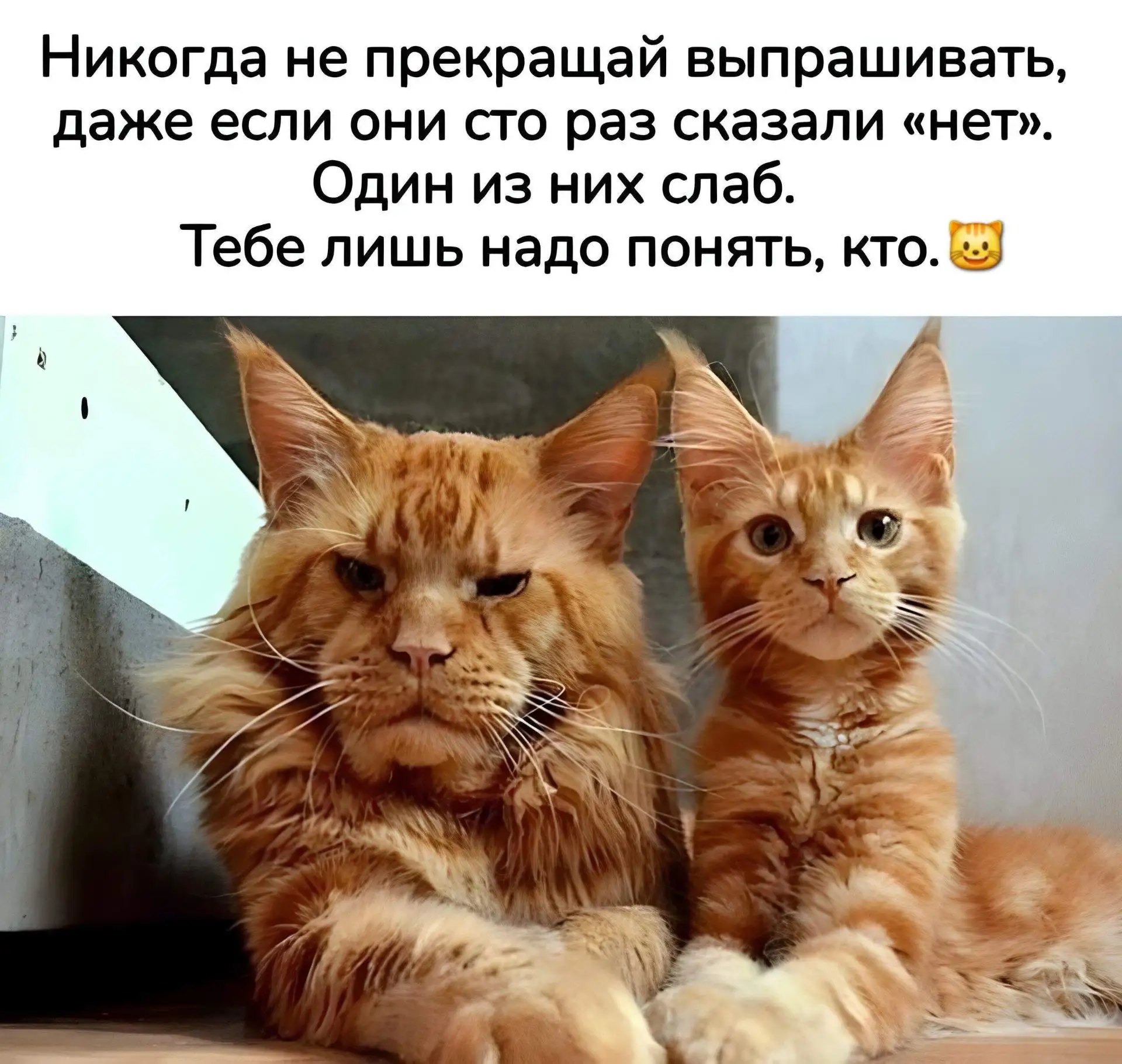 Добрый Мурзик 😻