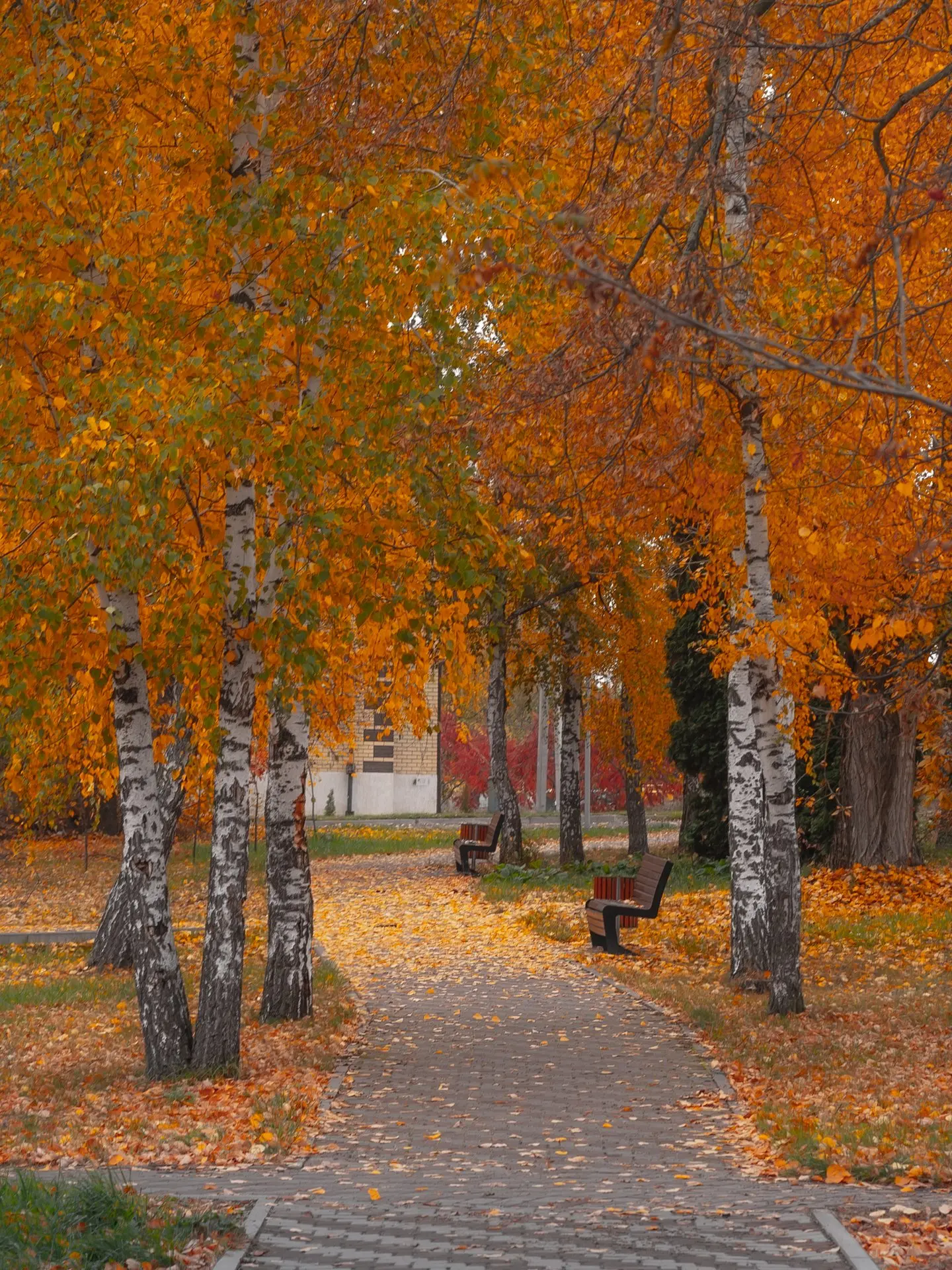 🍁 Золотой октябрь во всей красе