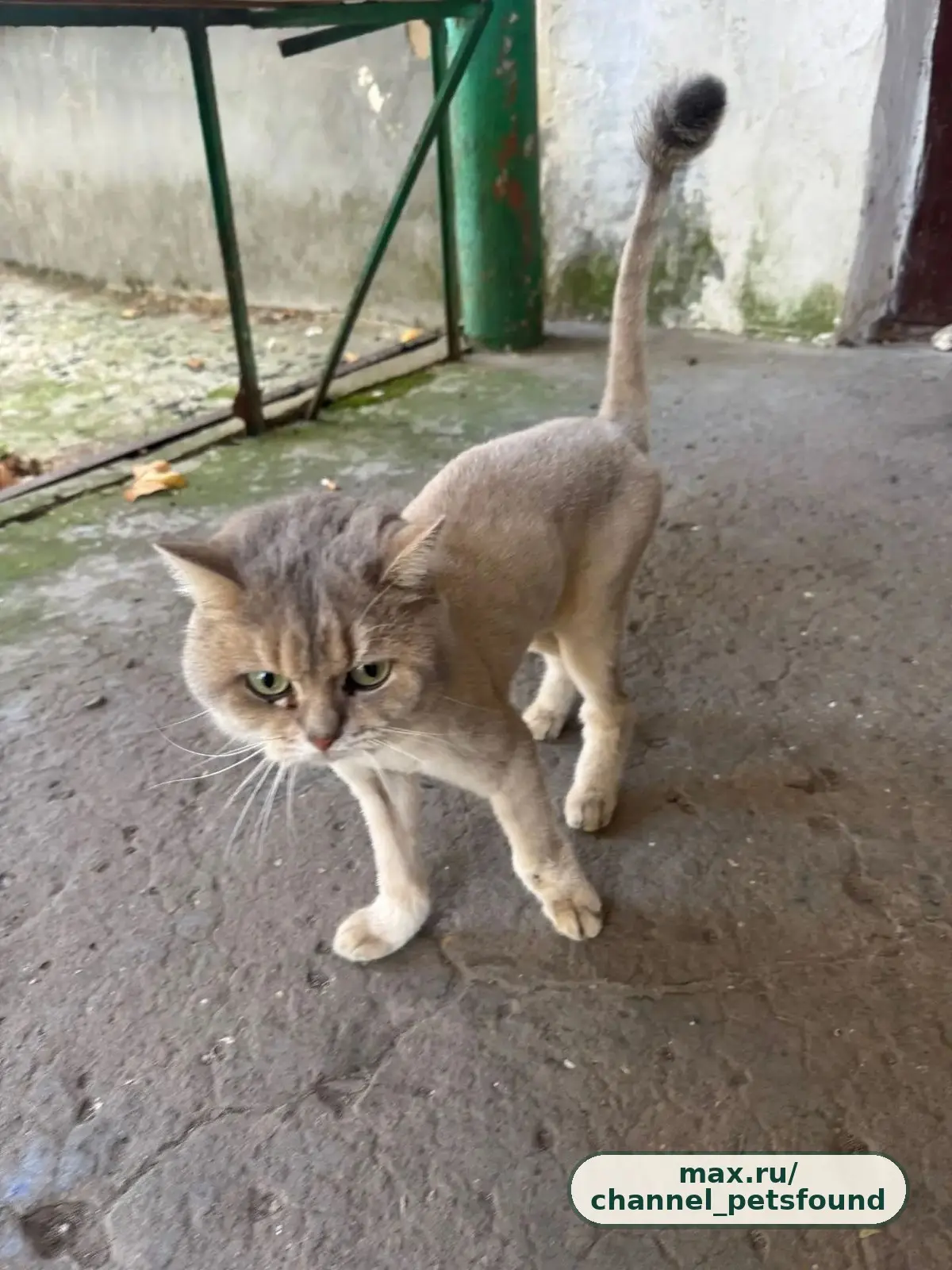 🐾 Найден питомец — Симферополь