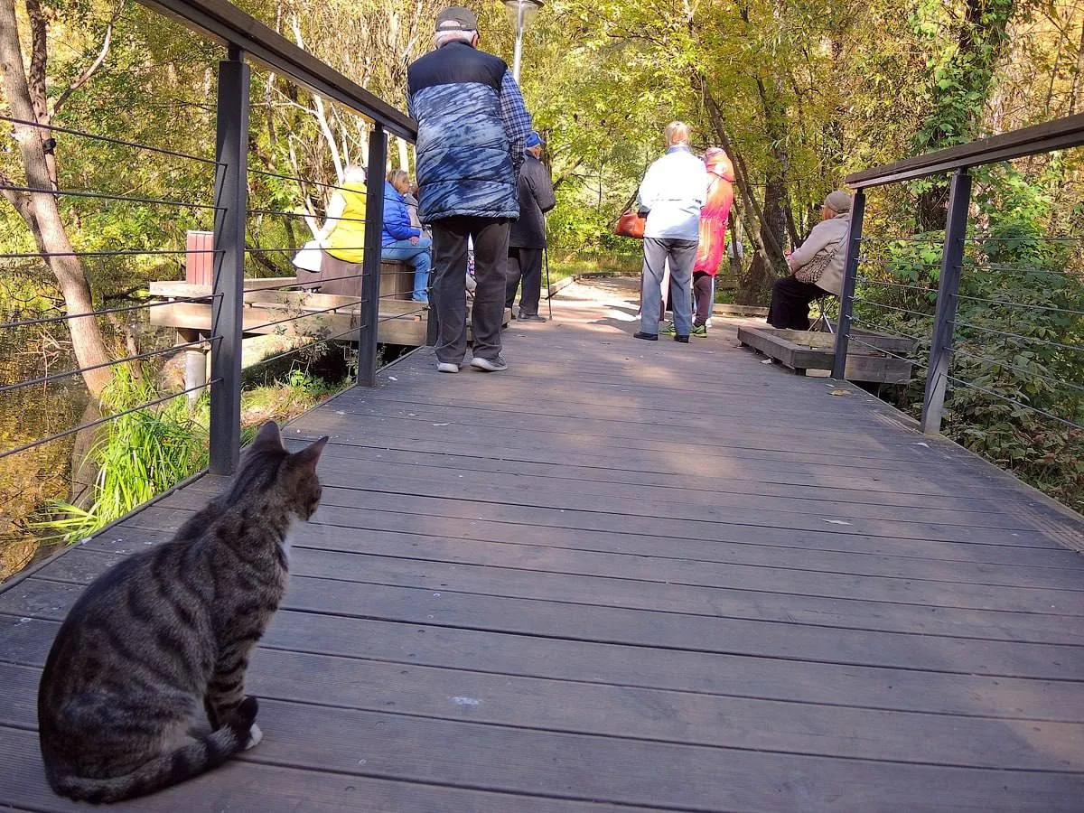 🐈 У экскурсий за акведуком нашлись пушистые слушатели