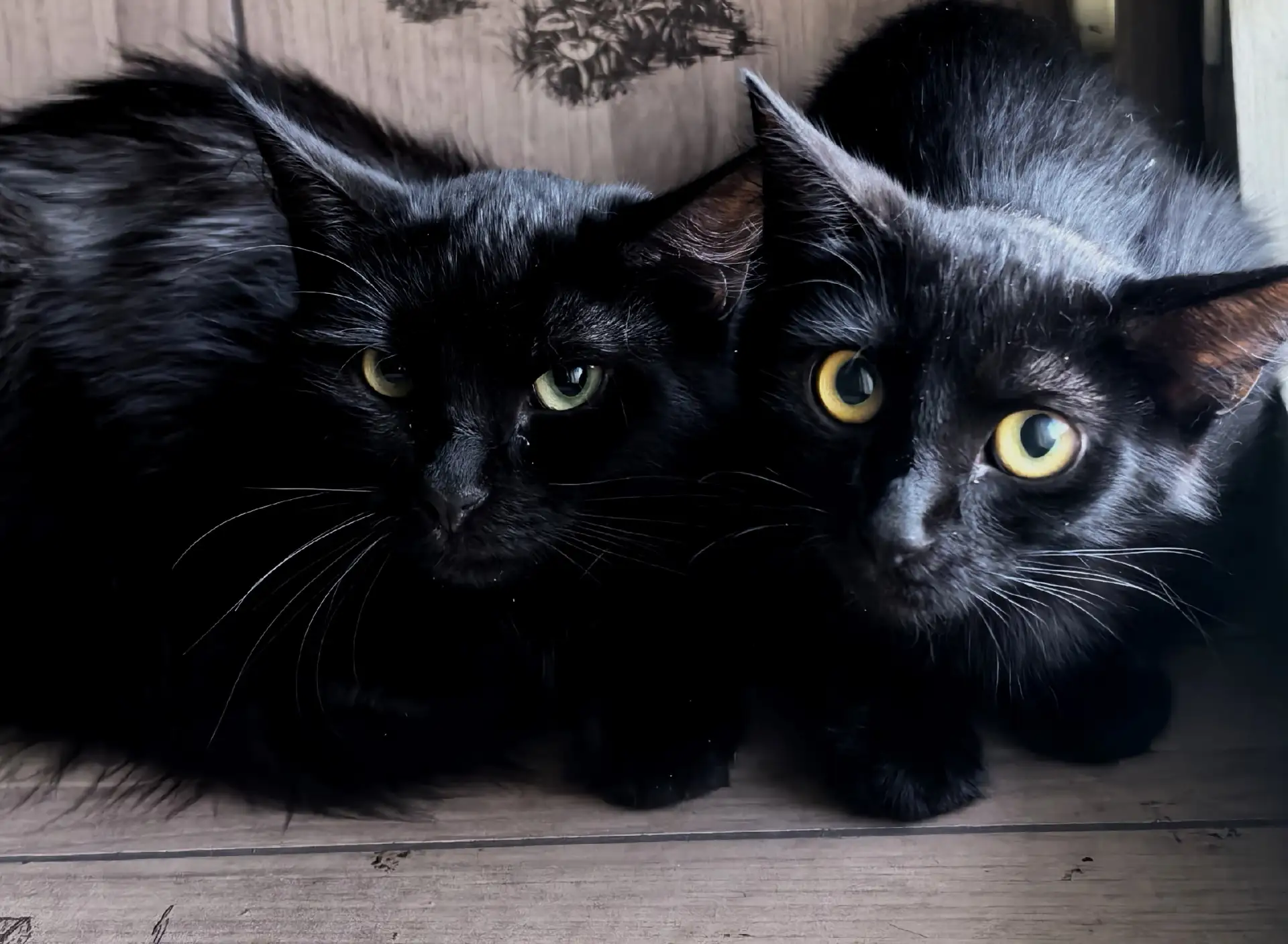 СРОЧНО! Ищем дом котятам из подвала! 🐾