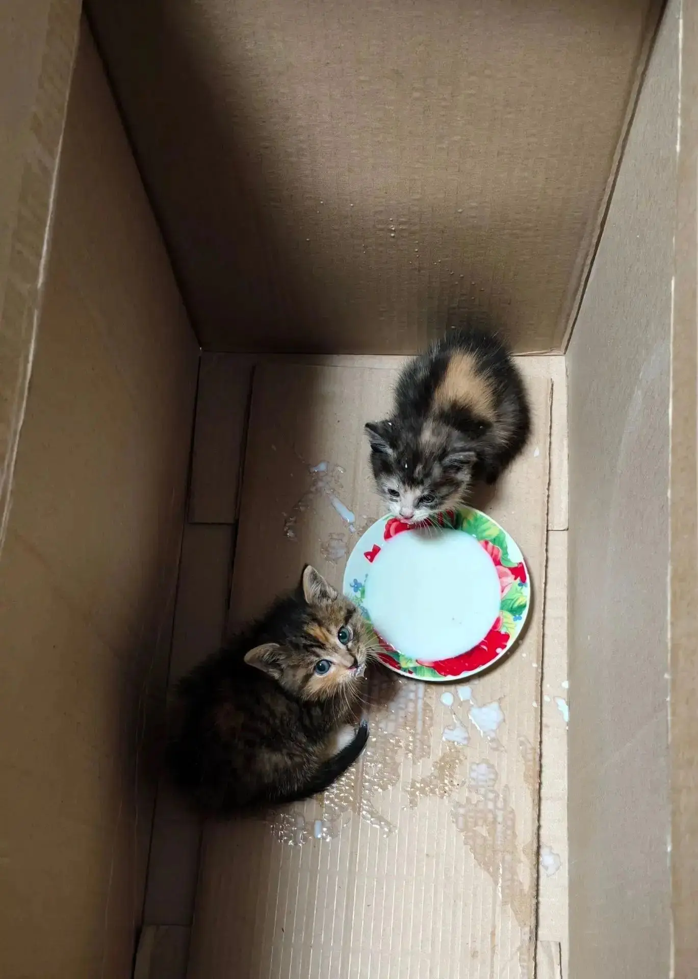 Отдам котят в хорошие руки. 8-917-390-36-66