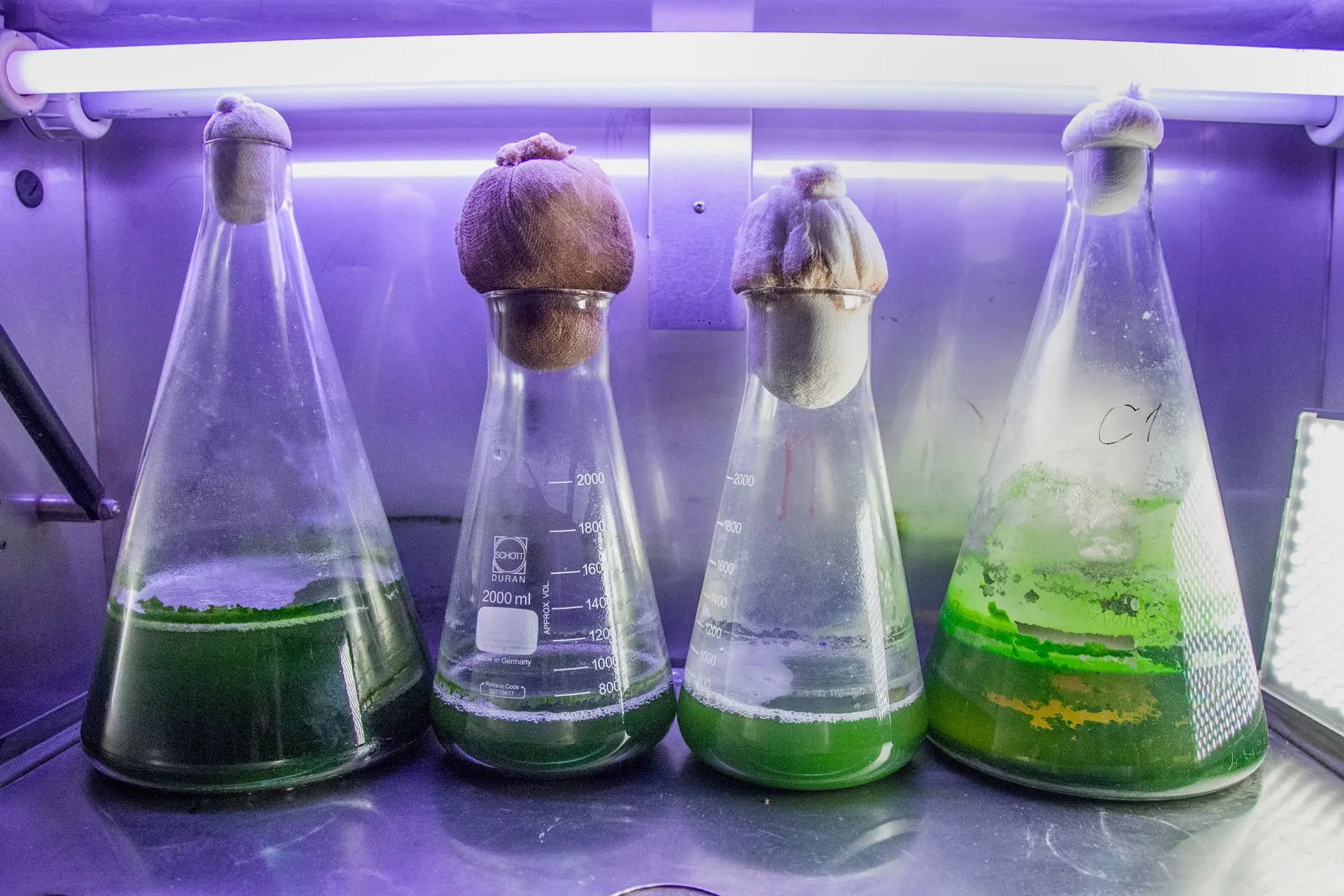 ДОД на кафедре химии природных соединений 🧪