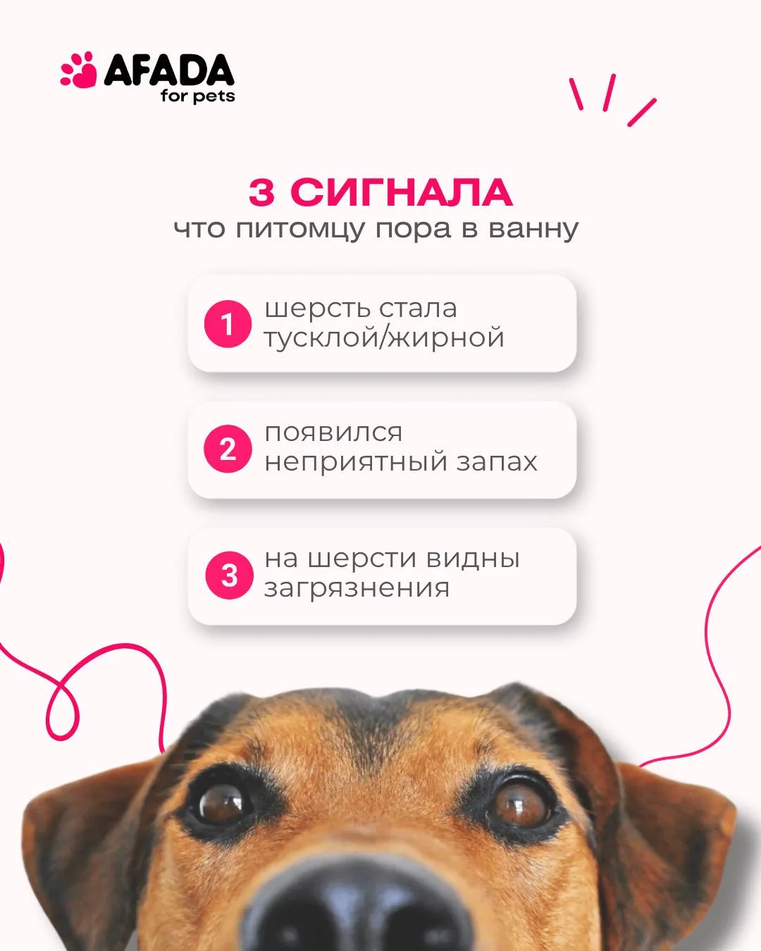 🛁 3 сигнала, что питомцу пора в ванну ⬇️