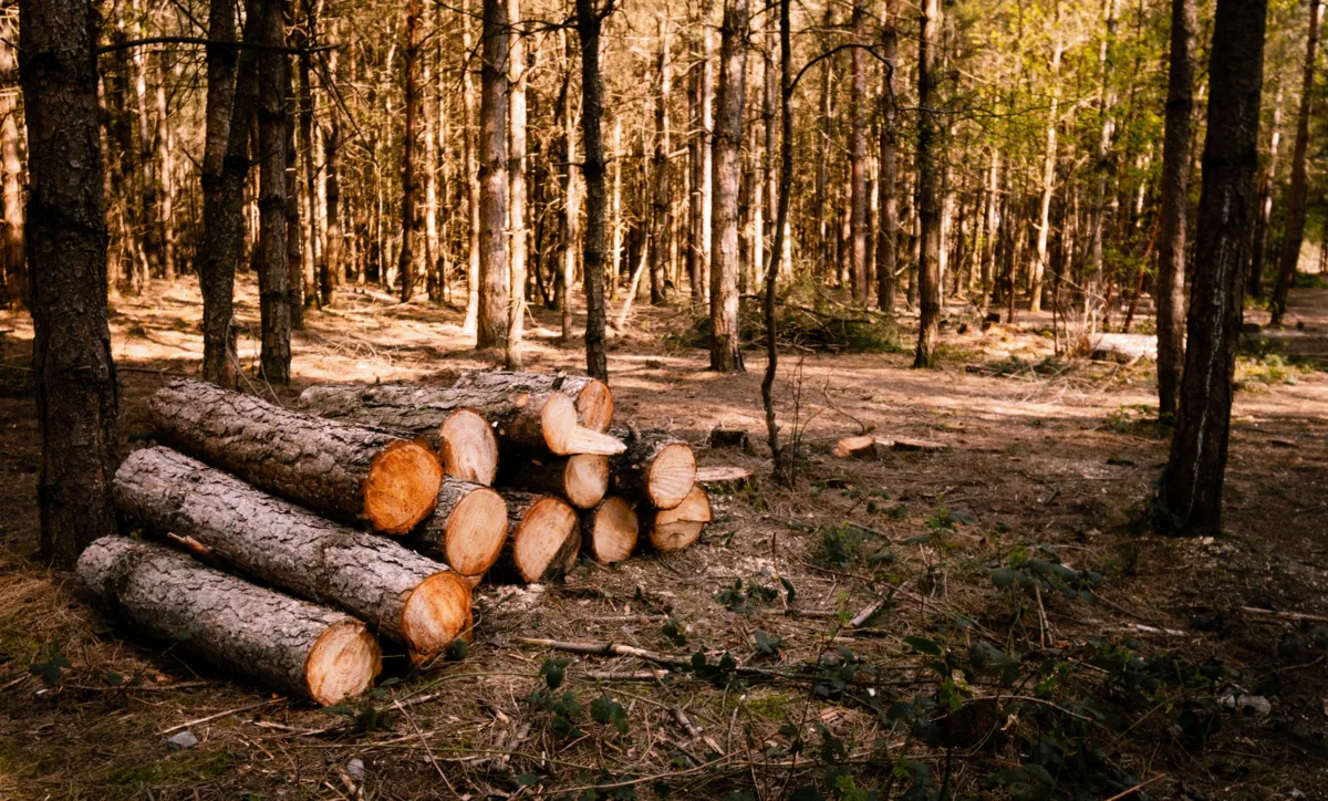 🌳 Незаконные вырубки в Подмосковье начнут выявлять с помощью спутников