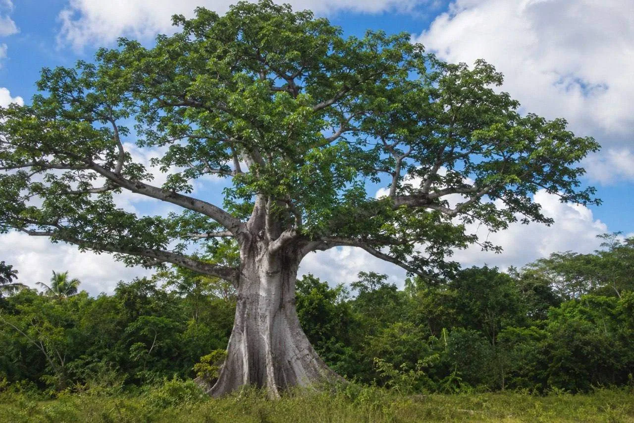 🌳 Сейба: особенное дерево Кубы