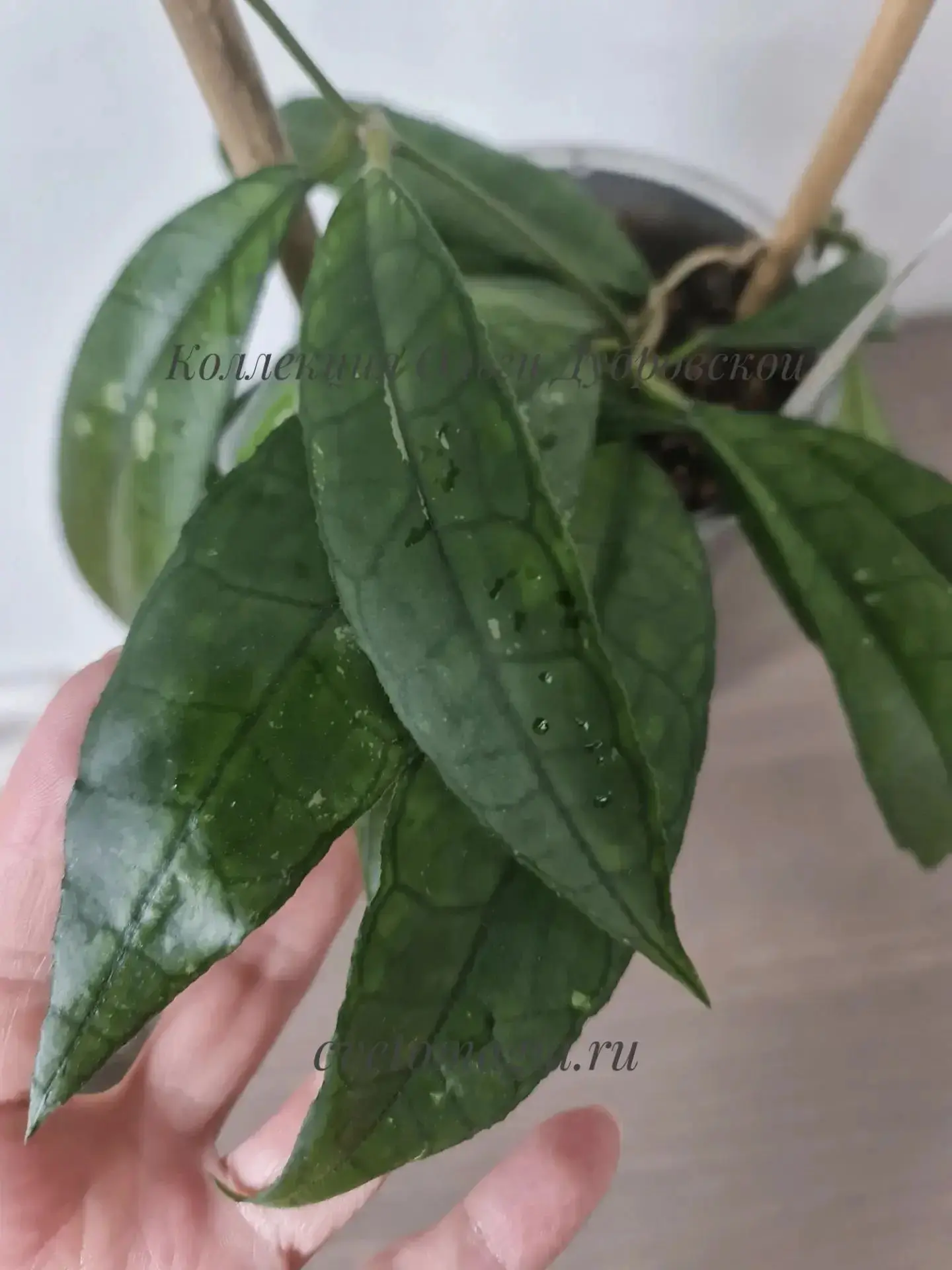 🌿 Эффектная и стильная — Hoya finlaysonii new (Хойя Финлайсони Нью)! 🏝️Если вы обожае...