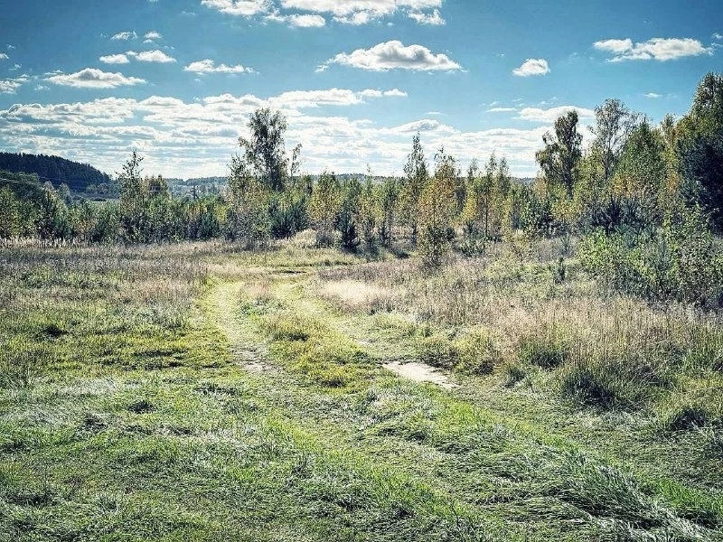 Молодой осенний лес. A young autumn forest.