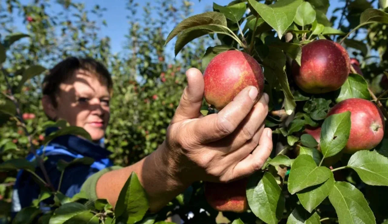 😋🍎 В ДНР собрали 500 тонн яблок — в пять раз больше, чем в прошлом году