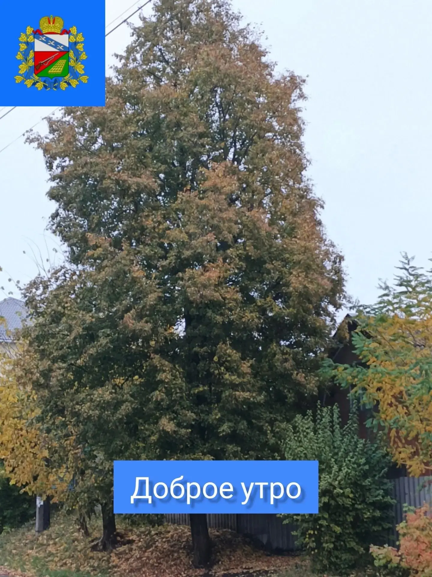 🍁С ДОБРЫМ УТРОМ ПЯТНИЦЫ