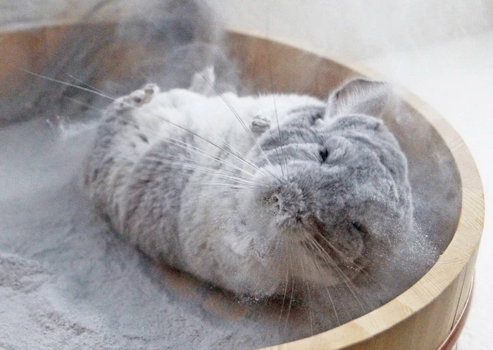 Пылевые ванны 🐭💨
