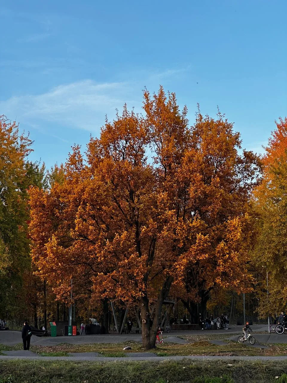 Горкинско-ометьевский лес 🌳