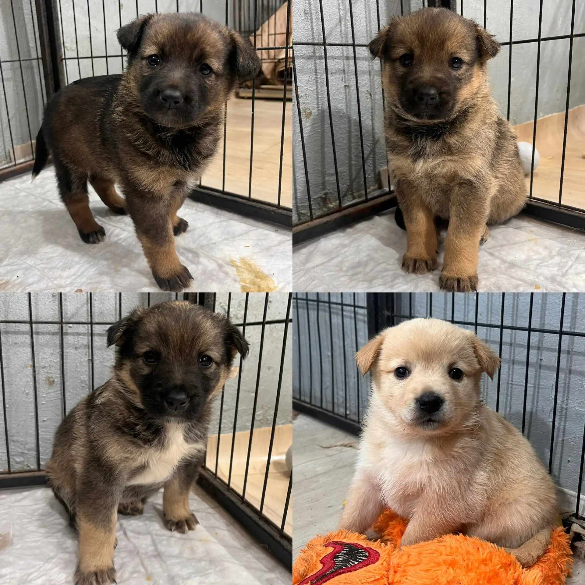 Четыре чудесные сестрички в поисках дома! 🐾🏠