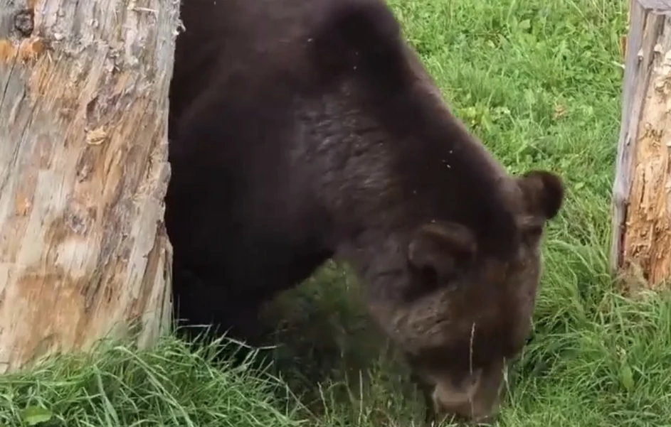 ТОПА ГОТОВИТСЯ К ЗИМНЕЙ СПЯЧКЕ: ЯБЛОКИ — ГЛАВНОЕ ЛАКОМСТВО КОСОЛАПОГО! 🍎🐻