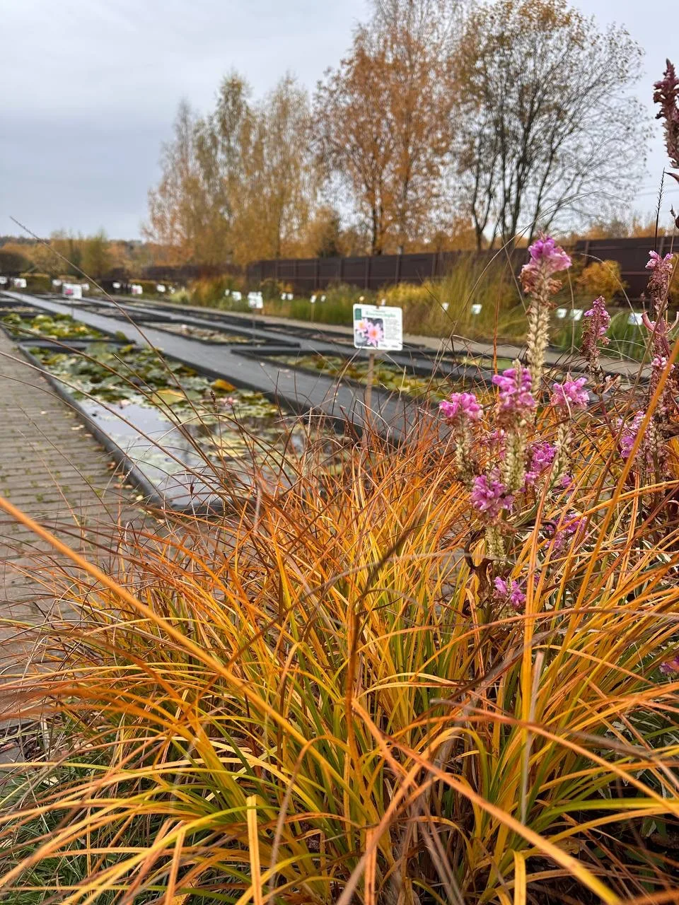 Осень в питомнике «Камыши»: благородная палитра межсезонья 🍂